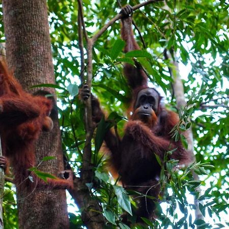 Sumatra Orangutan Discovery Villa Bukit Lawang Exteriör bild