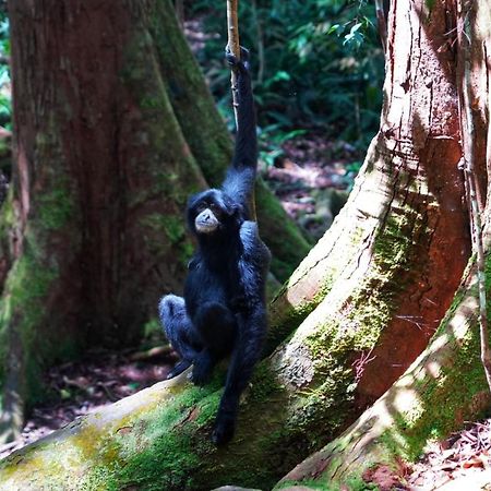 Sumatra Orangutan Discovery Villa Bukit Lawang Exteriör bild