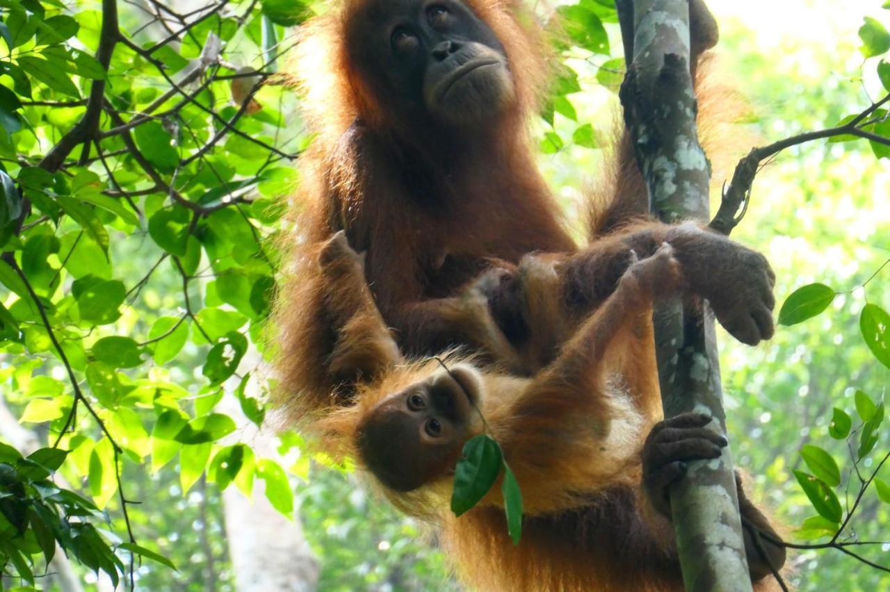 Sumatra Orangutan Discovery Villa Bukit Lawang Exteriör bild