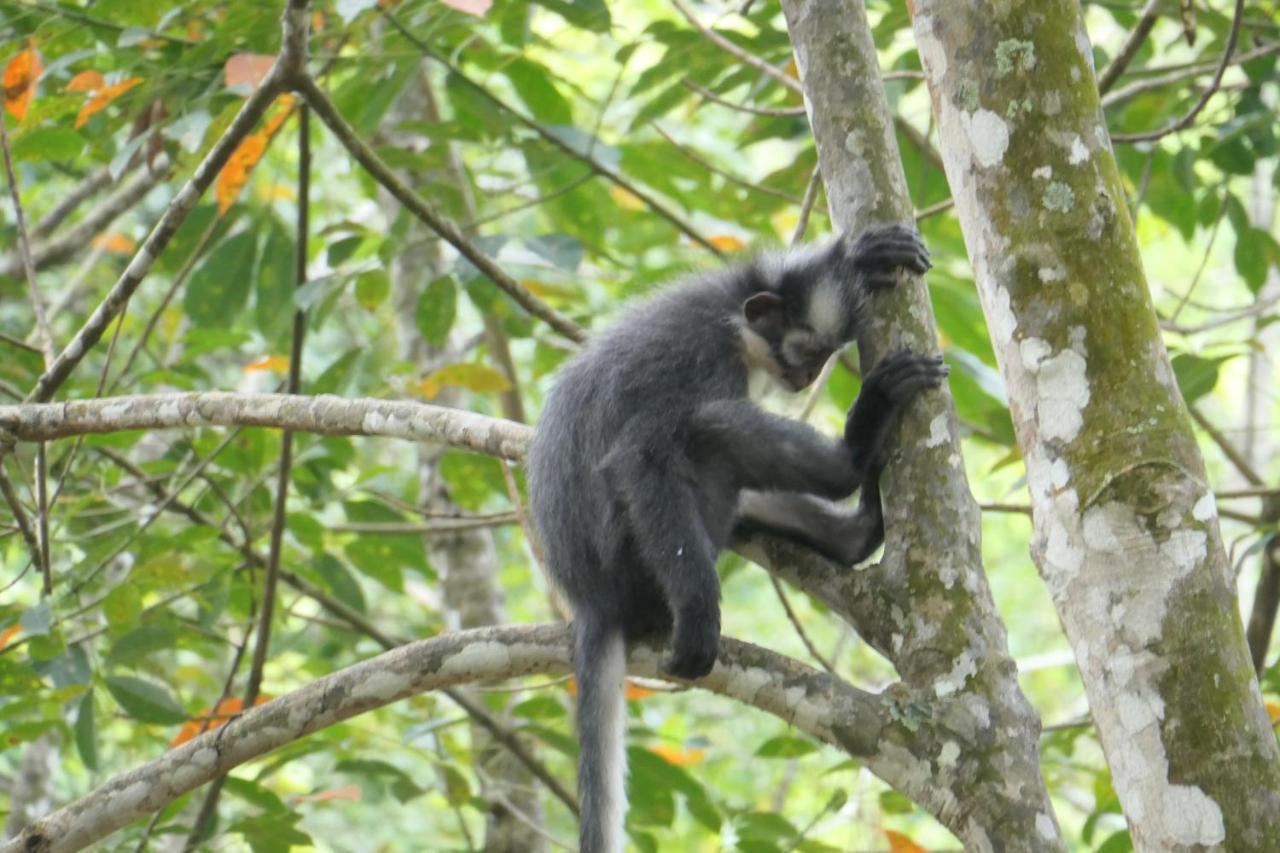 Sumatra Orangutan Discovery Villa Bukit Lawang Exteriör bild