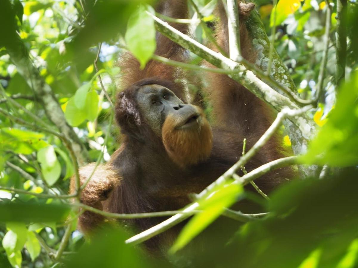 Sumatra Orangutan Discovery Villa Bukit Lawang Exteriör bild