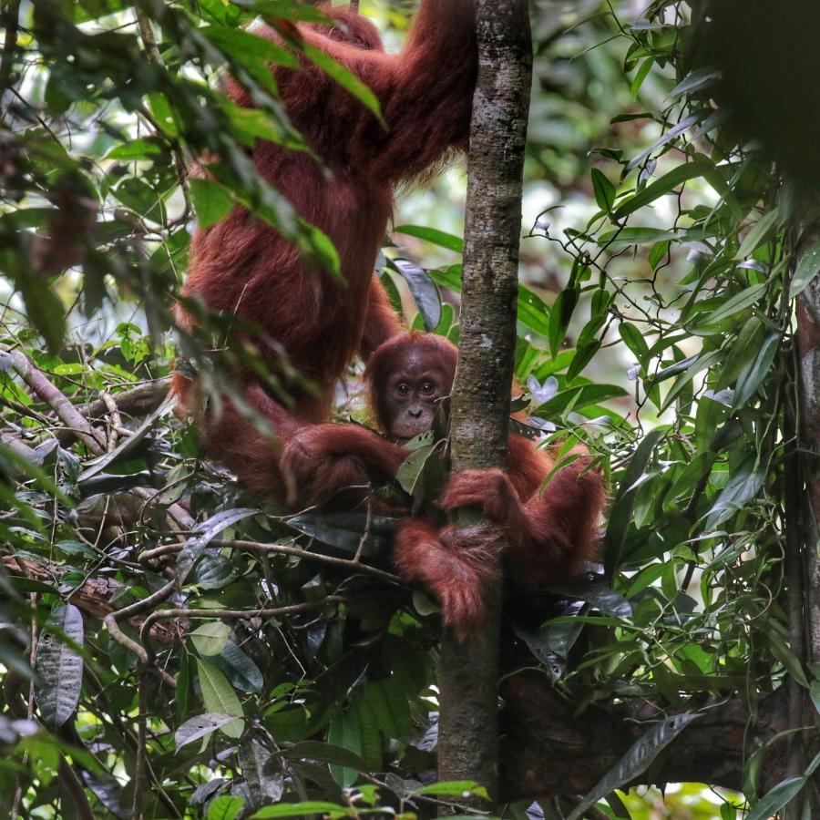 Sumatra Orangutan Discovery Villa Bukit Lawang Exteriör bild