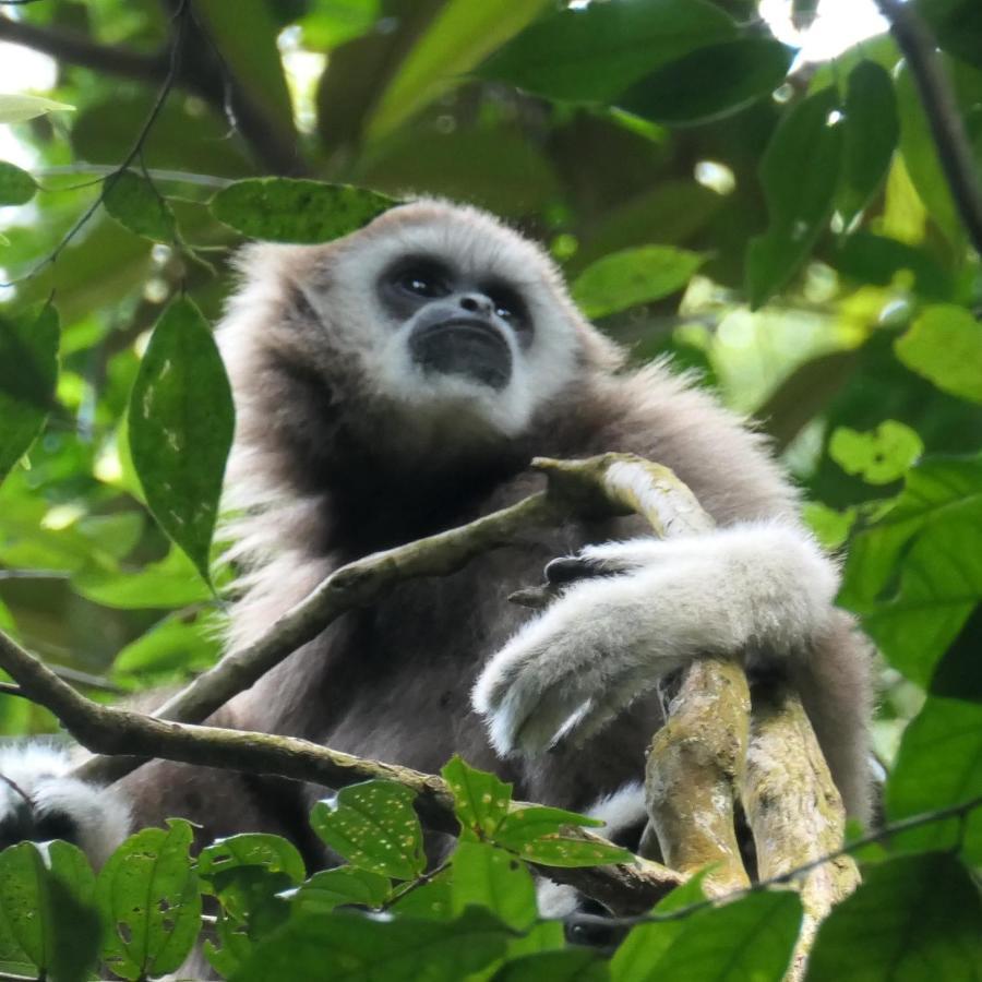 Sumatra Orangutan Discovery Villa Bukit Lawang Exteriör bild