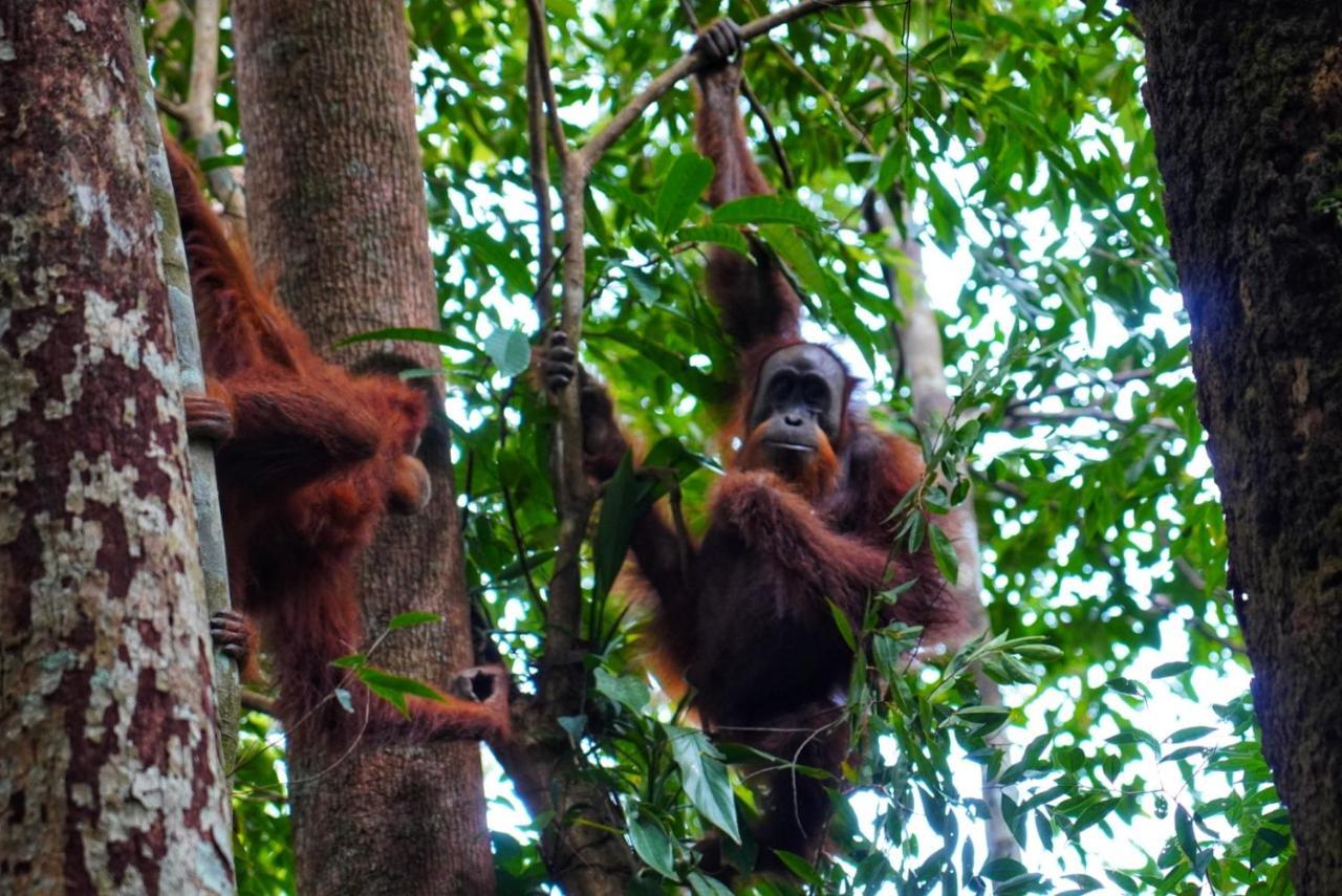 Sumatra Orangutan Discovery Villa Bukit Lawang Exteriör bild