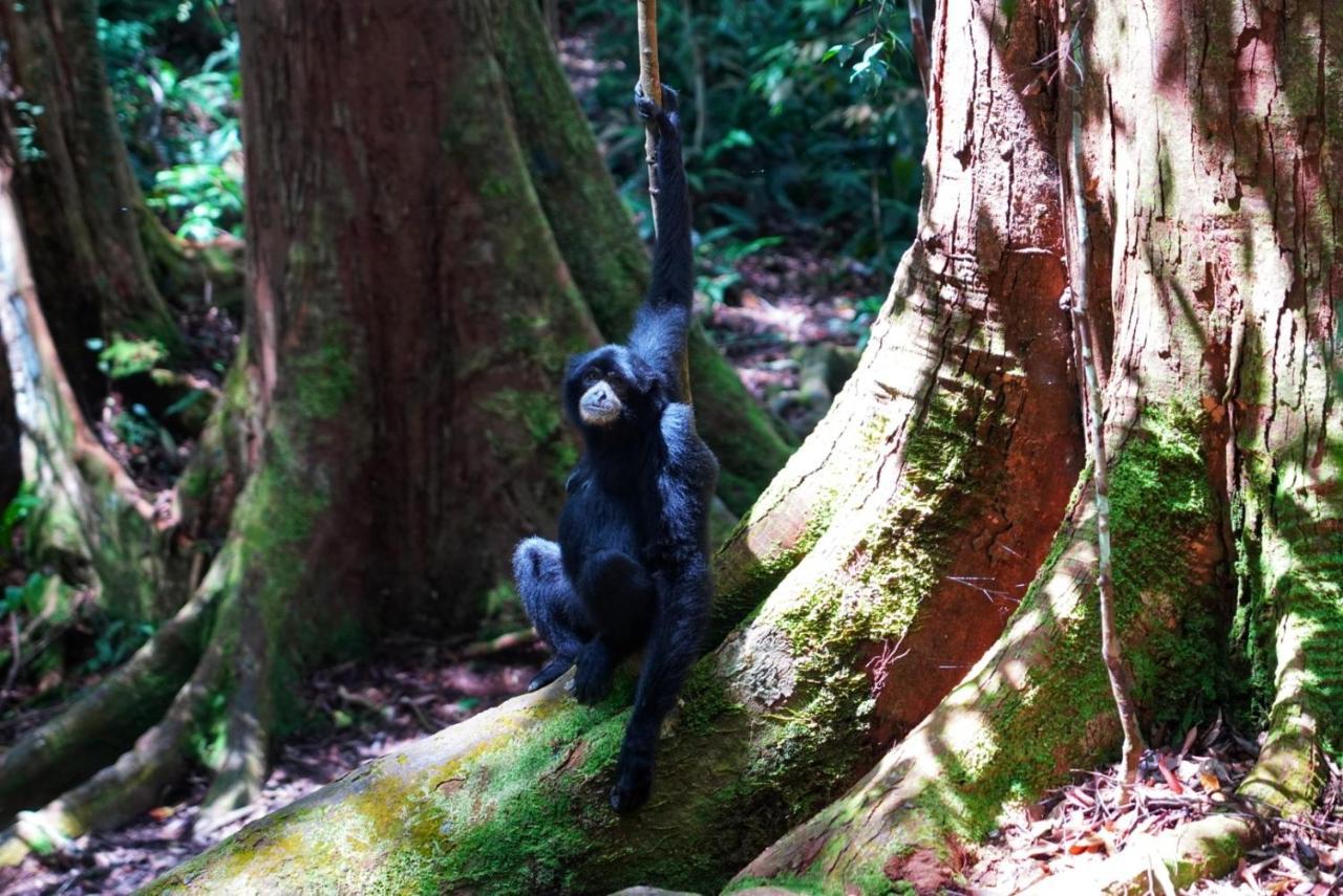 Sumatra Orangutan Discovery Villa Bukit Lawang Exteriör bild